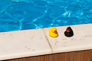 piscine canards